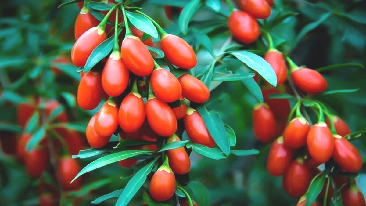 Doğanın kırmızı mucizesi: Goji berry