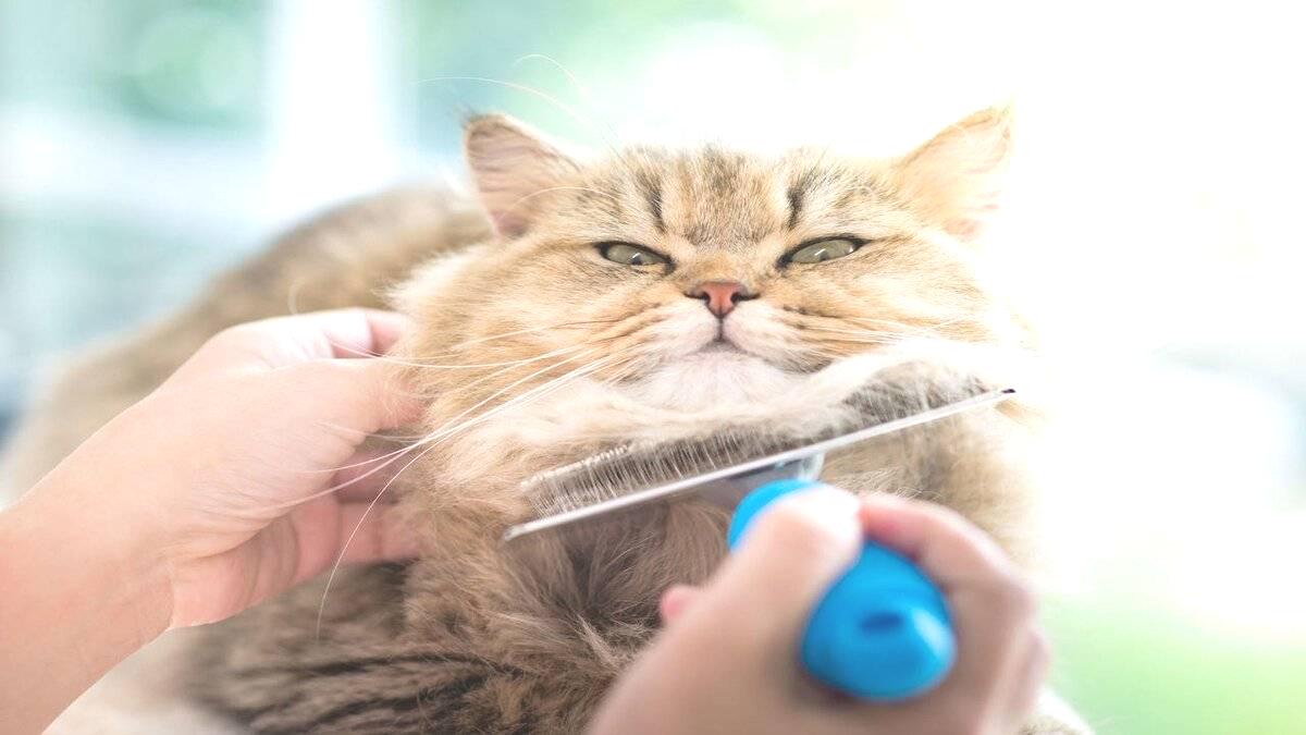 Koltuktan halıya kedi tüylerine elveda