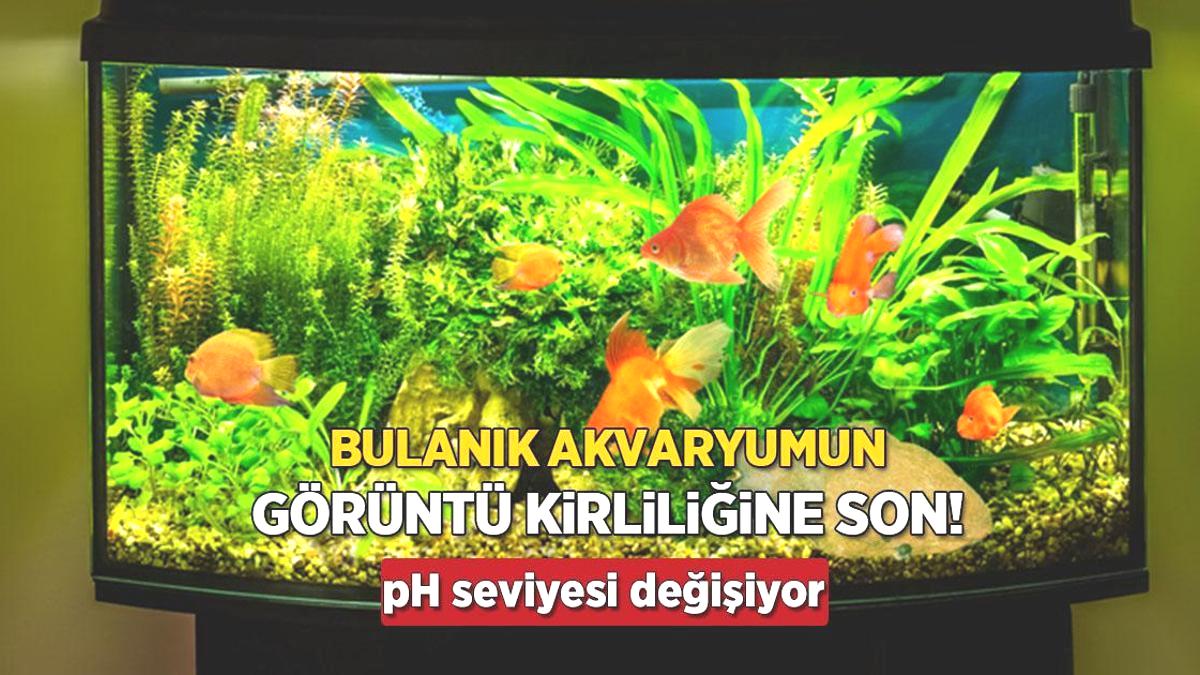 Akvaryumunuz bulanıksa çözüm belli! Probiyotikle cam gibi oluyor, filtreye bakın