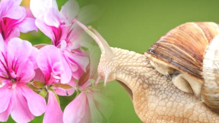 Bahçeye dadanan salyangoza çareymiş! Her yere ekin, böceklerin midesi almıyor