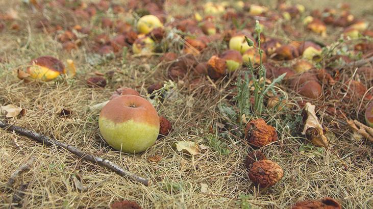 Çürük meyveler ağaçlarınızı öldürüyor! Bahçede bırakmayın, haşerelere davet