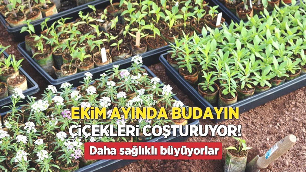 Ekimde budayan kazandı! Çiçekleri coşturuyor, meyve ağaçlarında hasadı ikiye katlıyor