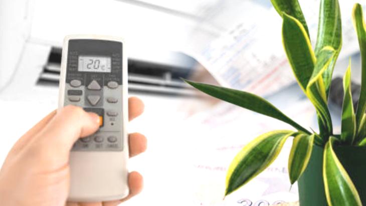 Ev bitkileriyle elektrik tasarrufu! Klima kullanımı azalıyor, sıcaklık sabit kalıyor