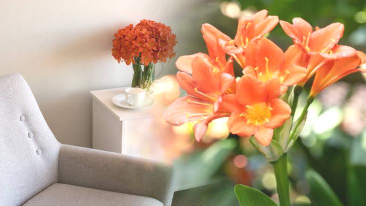 Eve bolluk getiriyor ama yatak odasından uzak tutun! Bereketin formülü saksıdaymış