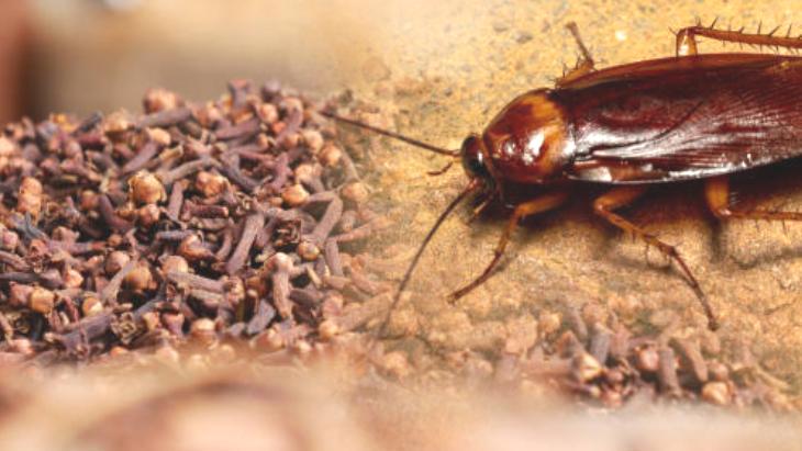 Hamam böceklerine son veren formül Çin’den geldi! Anında kaçırıyor: Karıştırıp silin