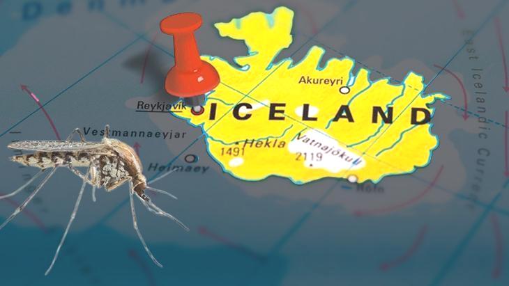 Hiç görülmez deniyordu! 3 sivrisinek ülkede panik yarattı: ‘Her yeri sarabilirler’