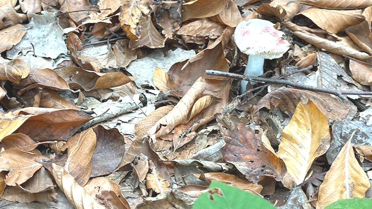 ‘Bu mantar yeniliyormuş’ derken zehirliyor! 6 saatten sonra başlayan şikayetlere dikkat