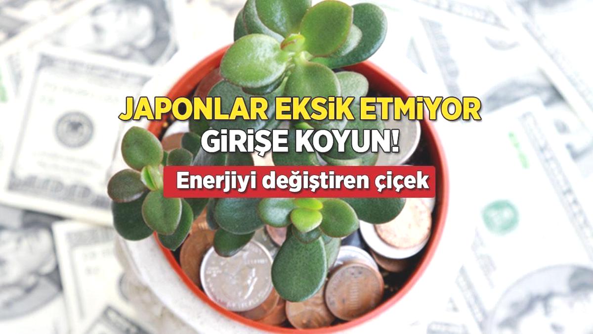 Japonların evinden eksik etmediği tek çiçek! Girişe koyun, enerjiyi değiştiriyor