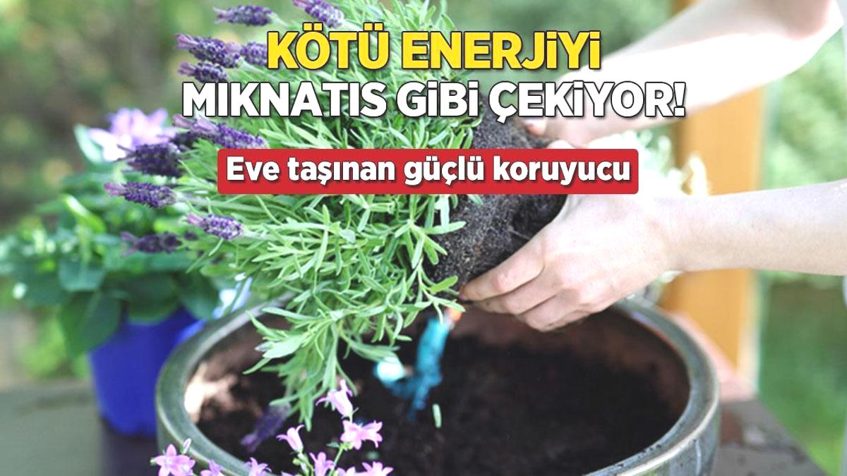 Kötü enerjiyi mıknatıs gibi çeken 4 bitki! Evine bu güçlü koruyucuları hemen al