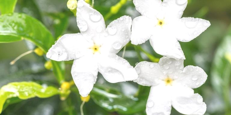 Yasemin Notasını Odağına Alan 7 Parfüm