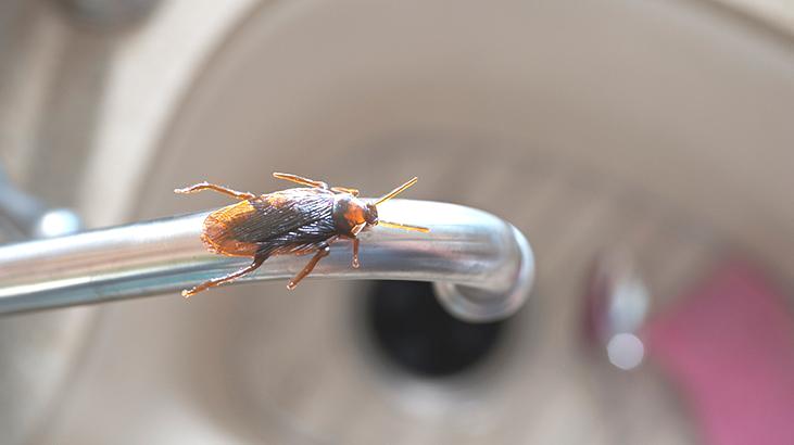 Duş giderinden tüm eve sızıyor! Tuzağı su ile doldurmak şart, süzgeç detayı