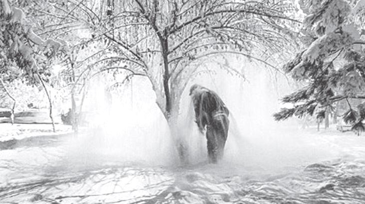 Mamut hem sergide hem dijitalde