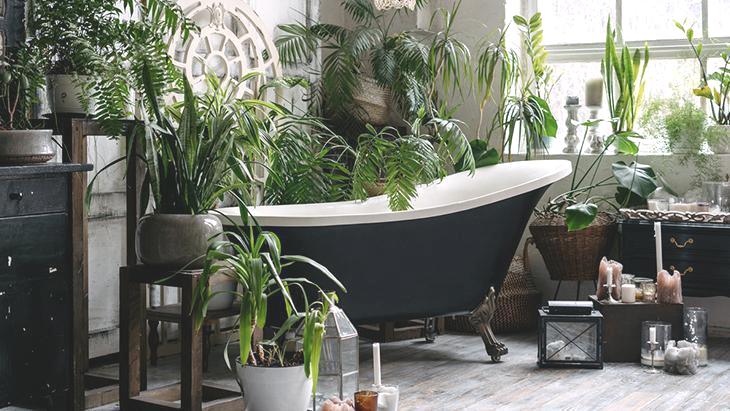 Nemli ortamda uzun yıllar yaşıyor! Banyoları botanik cennetine çeviriyor