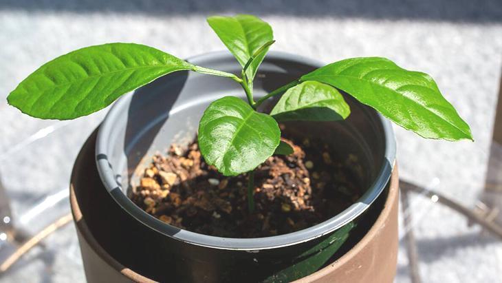 Bir çekirdek kocaman ağaca dönüşüyor! Evde yetiştirin, meyve veriyor