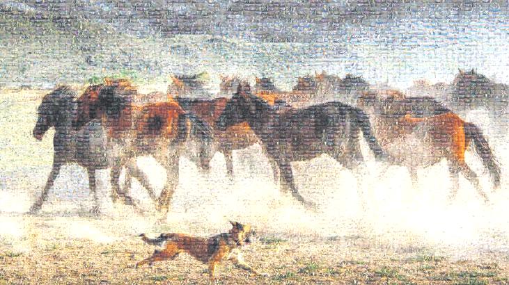 Fotoğraflardan taşan özgürlük