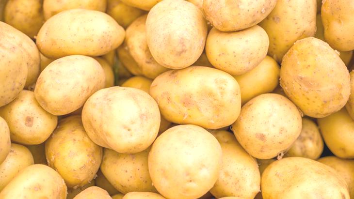 Toprağın altından çıkan gizli servet! Hasat zamanı zengin ediyor