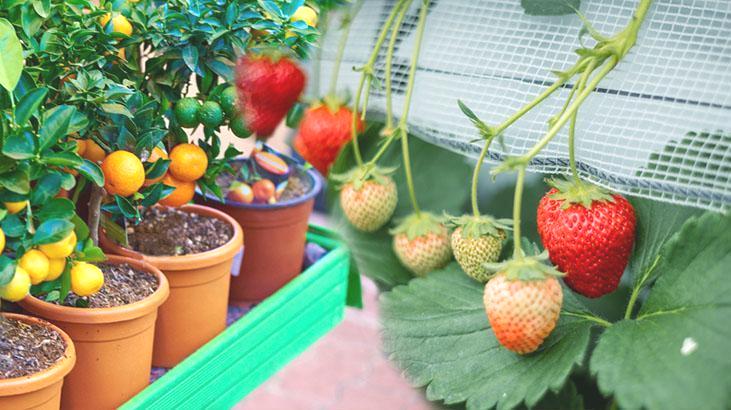Bu çiçekleri yetiştirmek için balkona bahçeye gerek yok! Tane tane meyve veriyor