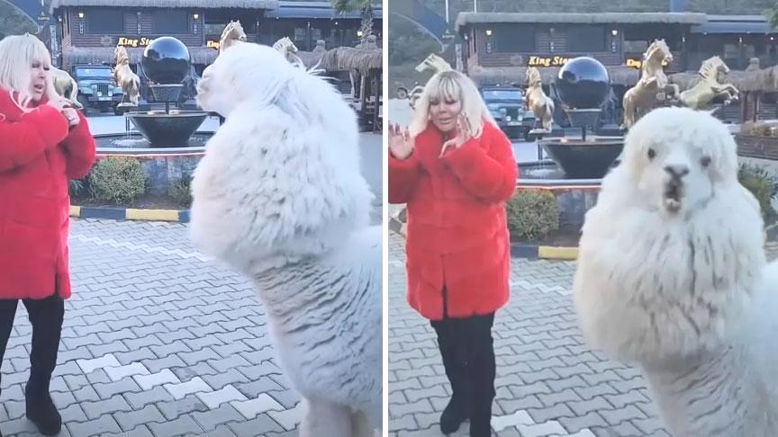 Çiftlikte elleriyle besledi! Safiye Soyman’a alpaka şoku