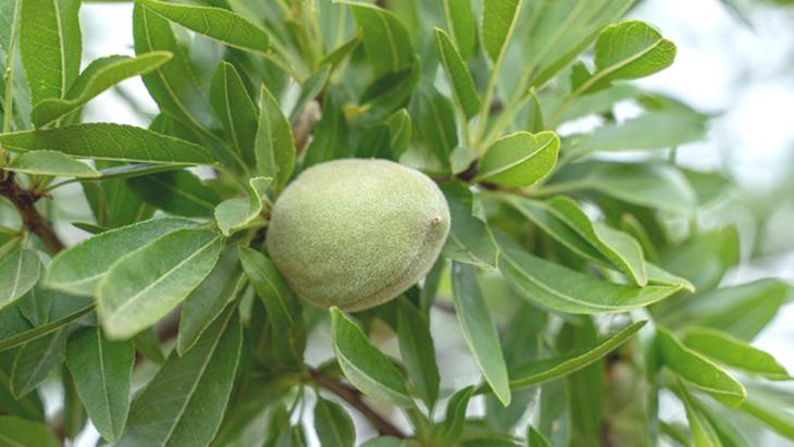 Datça’da hasat dönemi başladı! Kilosu 800 lira, kapış kapış satılıyor