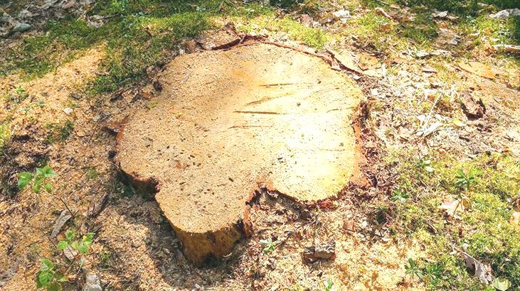 Ağaç kütüklerini kaldırmanın en basit yolu! Minik minik delikler açmak en iyisi
