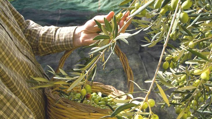 Balkonda yetiştiren bir daha dışarıdan almıyor! Yıl boyu hasat edin: Zeytin yaprağı