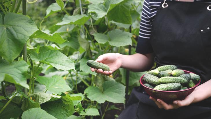 Evde kendi yüz temizleme sütünüzü yapın! Hem de sadece 2 malzeme ile