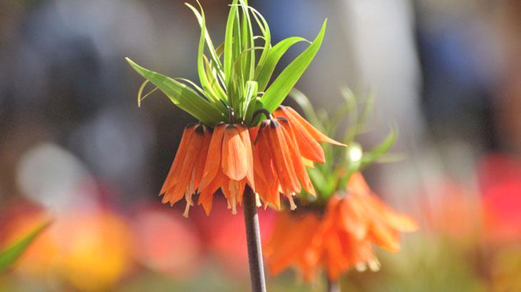 Bu çiçeği koparmanın cezası 700 bin lira! Bir aylık ömrü var