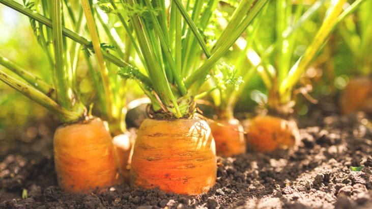 Bu sebzeleri fide olarak alan yandı! Yer değiştirmeyi sevmiyor