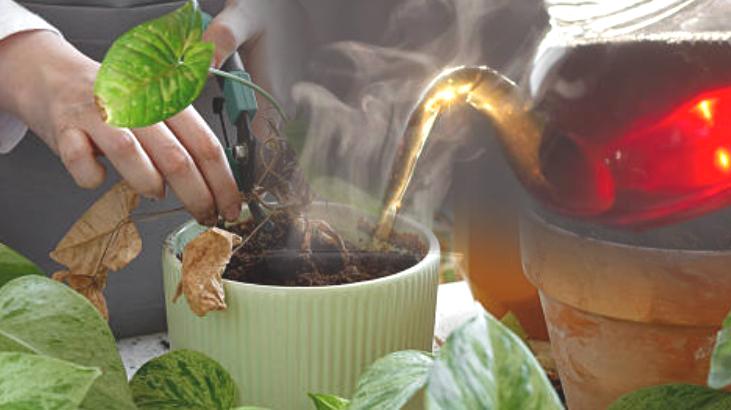 Her çiçeğe çay dökülmez! Yaprakları karartıp solduruyor: 1 bardağı coşturuyor