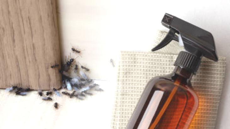 Karıncaları evden atan 6 yöntem! İzlerini silip yollarını kaybettiriyor: Her yere püskürtün