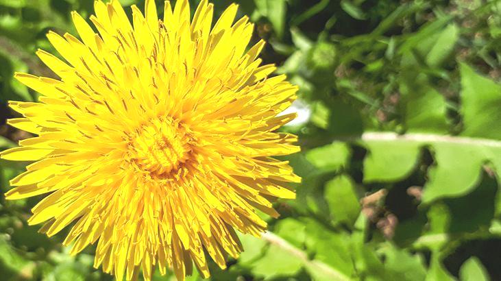 Yol kenarında bitiyor, faydası şaşırtıyor! Antioksidan, demir, C vitamini…